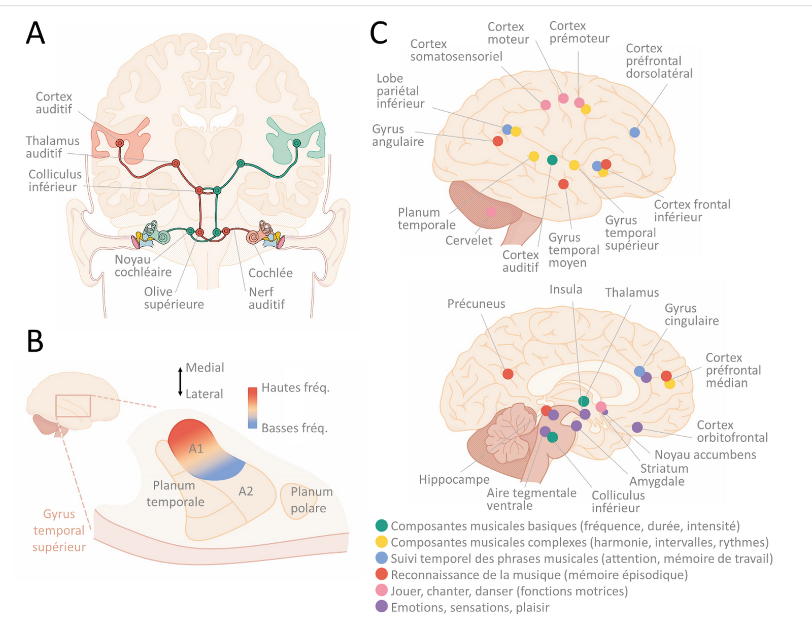 PDF role du cerveau dans l audition PDF Télécharger Download